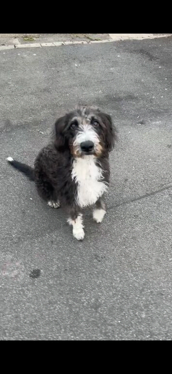 Bedlington whippet to rehome