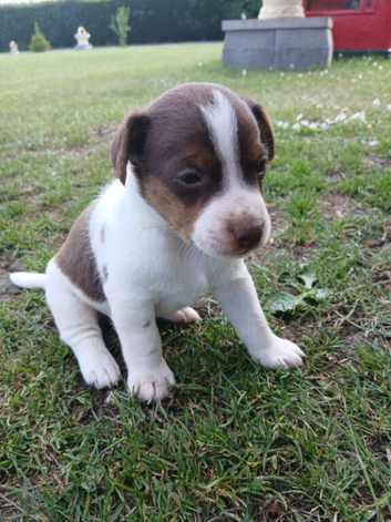 2 left Jack Russell puppies ready 15th July