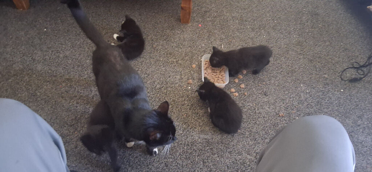 Tucsido kittens