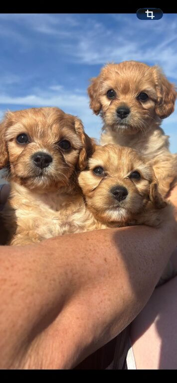 Beautiful Cavachon puppies