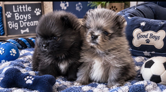 Beautiful Pomeranians