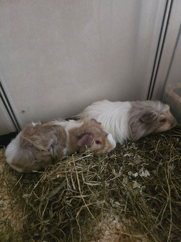 2 Pairs of bonded male guinea pigs for sale