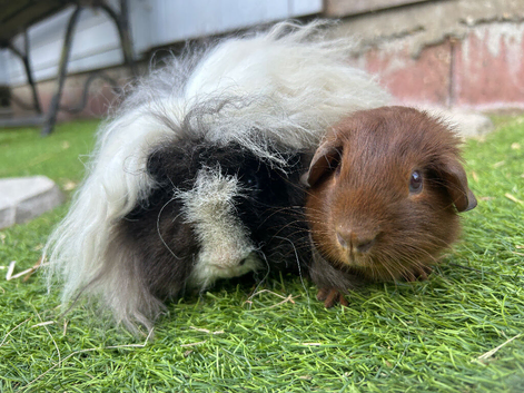 Beautiful bonded baby boars