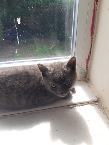 Kitten for sale needs a 5 star home.