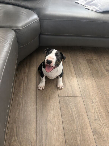 2 boy English bull terrier