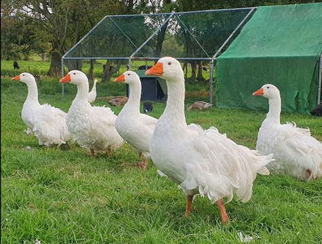 White Sebastopol goslings for sale