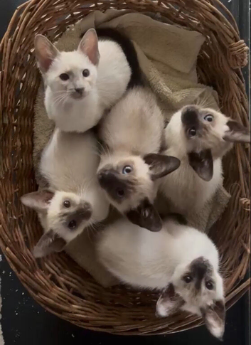 Pure Tradition Siamese Kittens