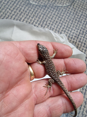 Jewelled Lacerta babies