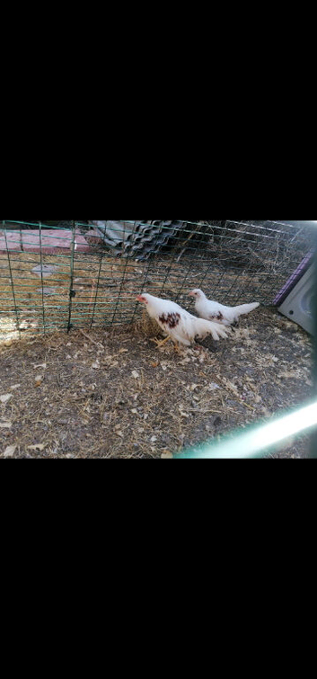 Pair of Yokohamas - 14 weeks old - Rare