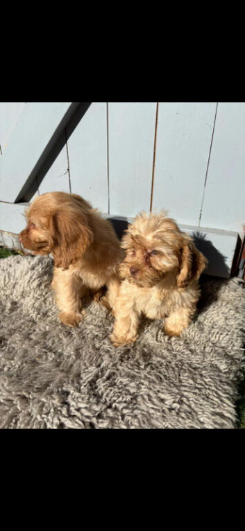 Cockapoo 2 girls