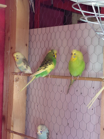 Young budgies for sale.all colours