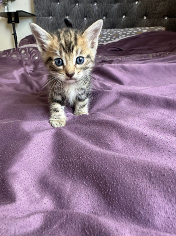 Male British short hair kitten