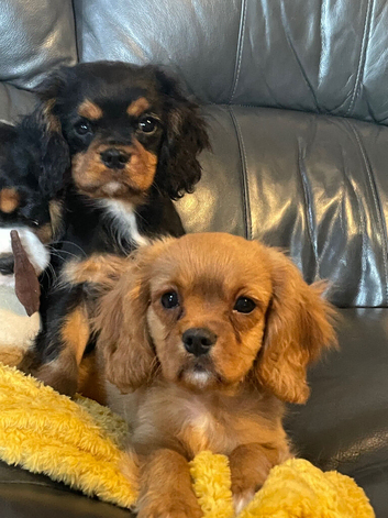Gorgeous cavalier boys