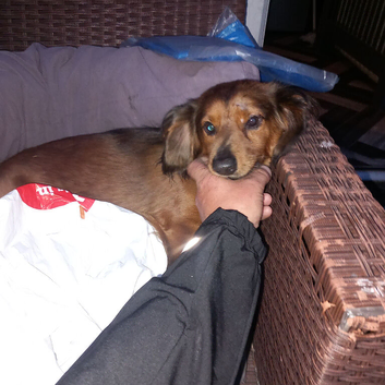 Long haired dachshund