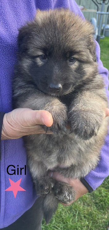 Beautiful German Shepherd Puppies