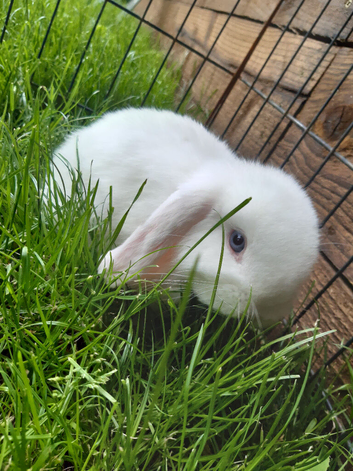 Gorgeous Mini Lop