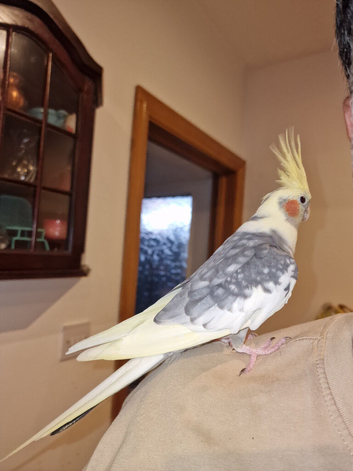 Hand tame cockatiels