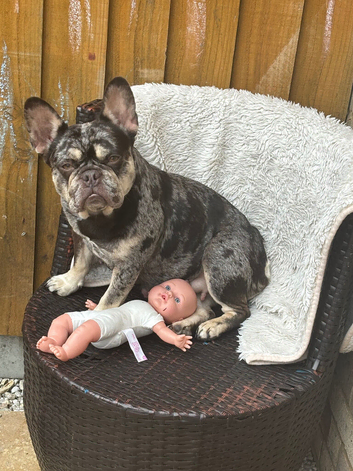 Merle female french bull dog