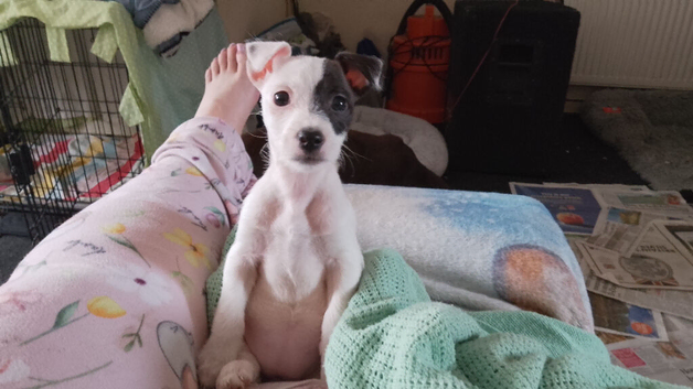 Small jack Russell bitch