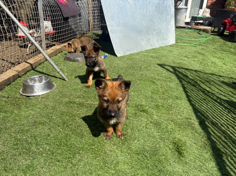 German shepherd puppies