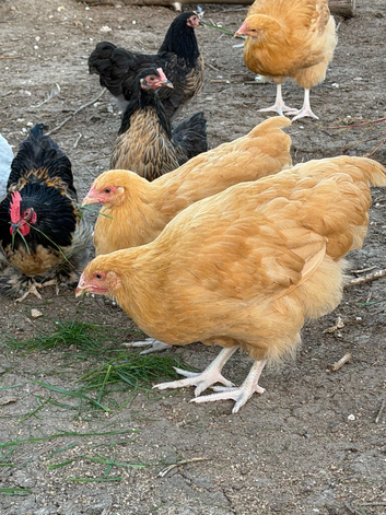 Buff Orpington girls for sale