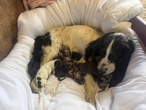Working cocker spaniel puppies