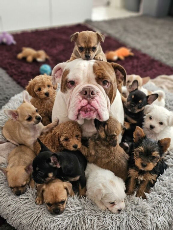 Beautiful big olde tyme english bulldog.