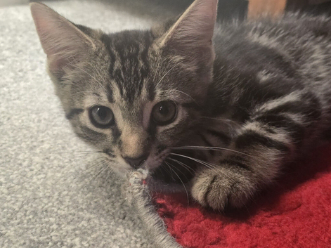 Bengal cross, male kitten