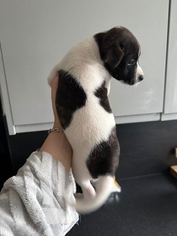 5 female Terrier X Staffy Puppys