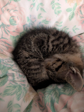 2 kittens 10 weeks old