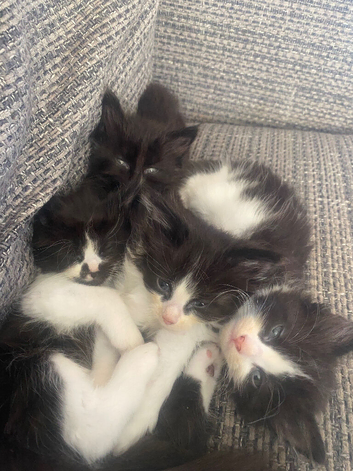 6 week old baby long hair tuxedo kittens