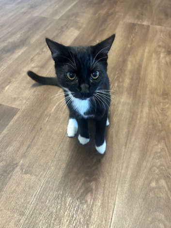 Male kitten