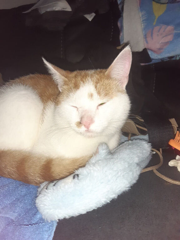 Male cat
