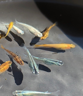 Medaka ricefish adults and eggs available