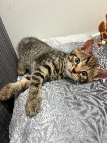 Beautiful female kitten looking for a new home