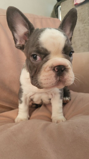 Puppies for sale