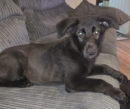 Female german shepherd