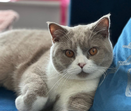 Pedigree Male British Shorthair