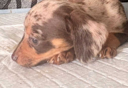 21/08/26 READY NOW Beautiful litter of Chiweenie pups Minature dachshund X Chihuahua