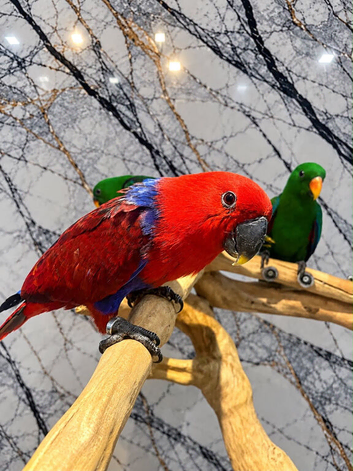 Female Baby HandReared Super Tame Cuddly Eclectus Parrot
