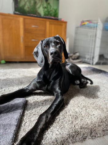 Ziggy vizsla/weimarnarner