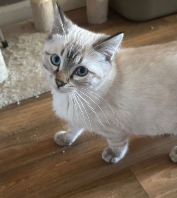 Snow bengal x ragdoll