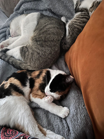 Misty - Calico cat missing since 4th Sept near Bow Street
