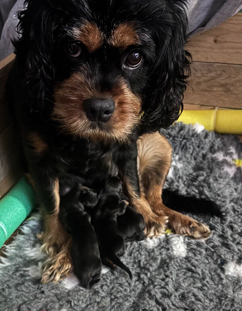 Beautiful, unusual coloured Cavapoo.