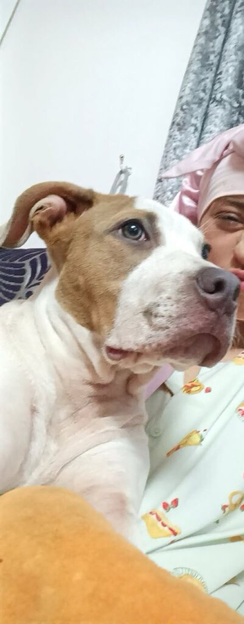 Staffy bitch