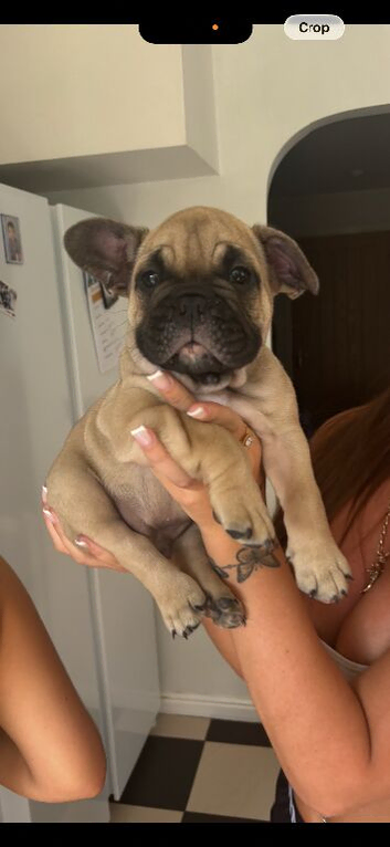 Puppy for sale