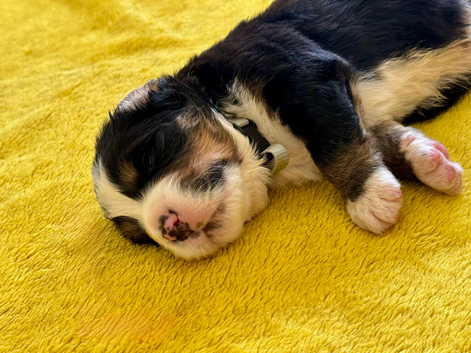 Beautiful Bernese Mountain Dog Puppies