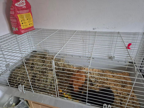 2 Guinea pigs with large in door cage (female)