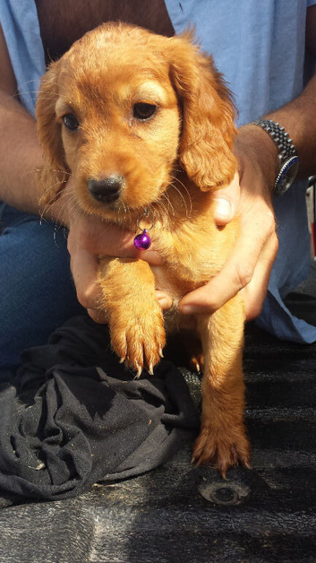 10 cocker spaniel mix patterdale