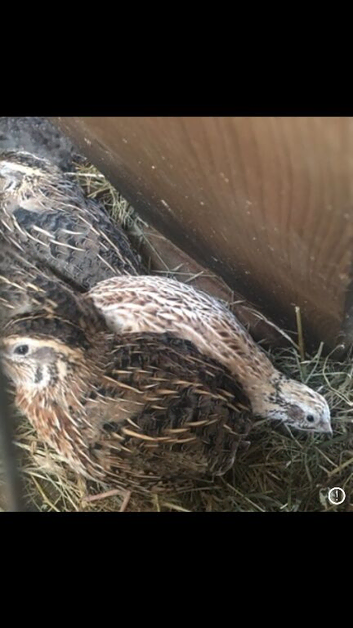 Quail